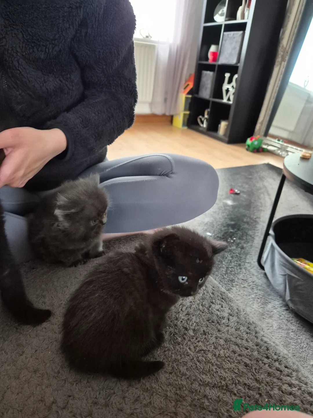 Mixed Breed cats for sale: Stunning gorgeous little fluffy kittens - Advert 13