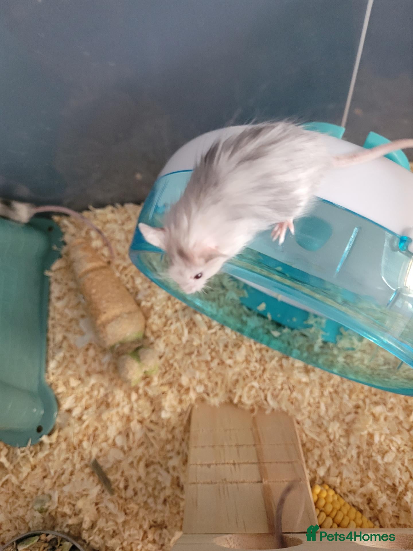 Mouse rodents Domestic/pet mice. - Advert 2