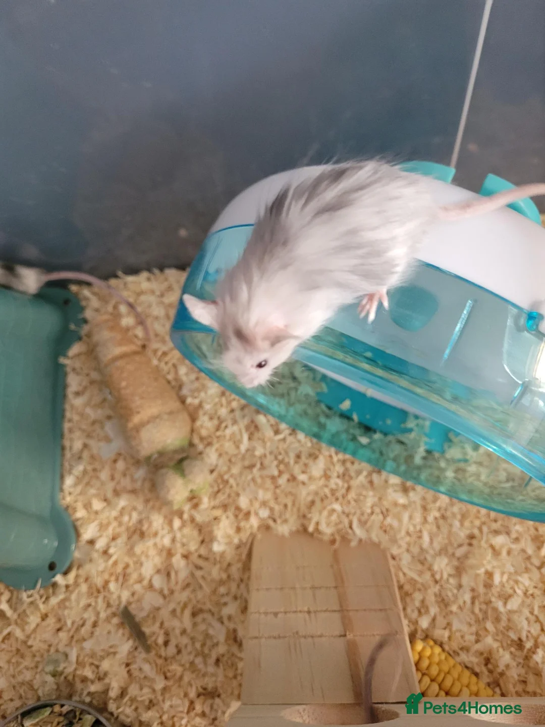 Mouse rodents for sale: Domestic/pet mice. in Bury - Advert 1
