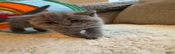 British Shorthair cats for sale: *READY NOW* Beautiful BSH Blue Boy – GCCF Reg - Advert 11