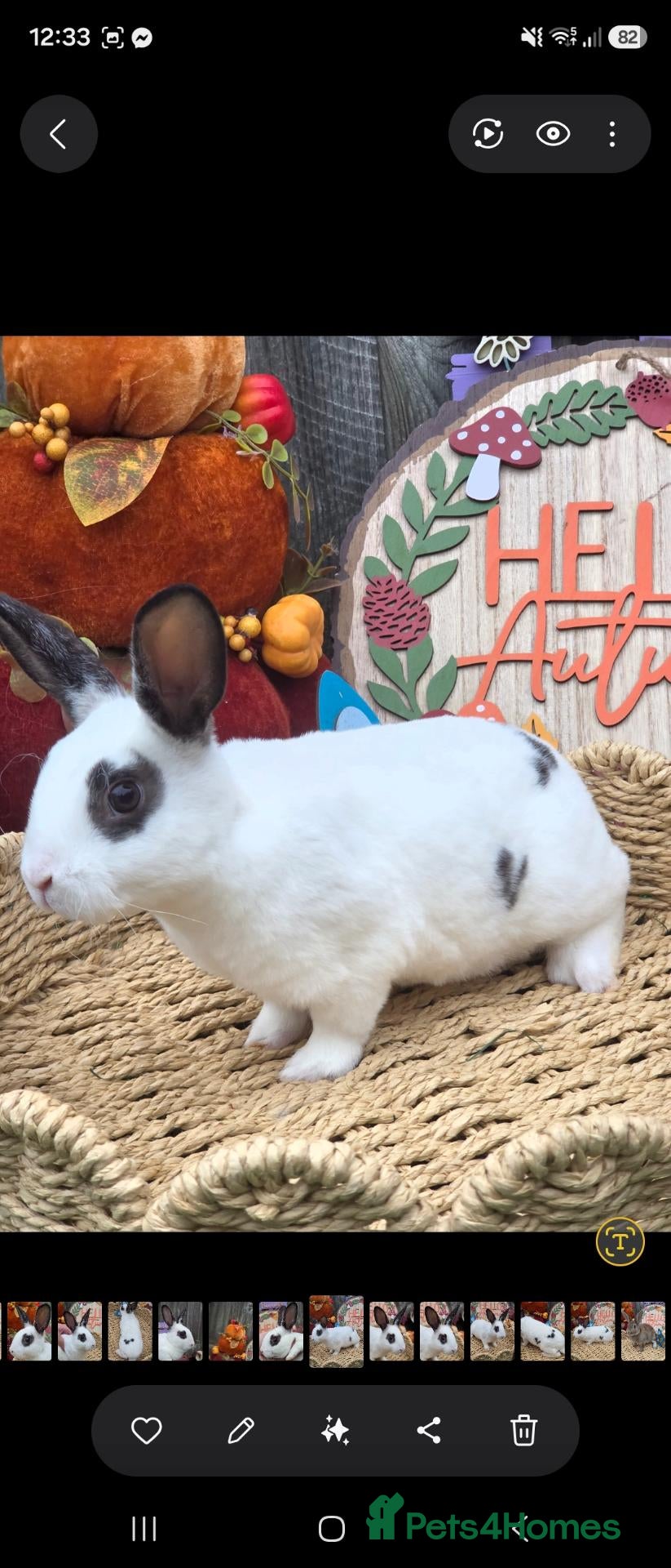 Rex rabbits Mini Rex for reserve  - Advert 2