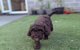 Cockapoo dogs for sale: F1B CHOCOLATE BROWN MERLE FEMALE COCKAPOO - Image 3