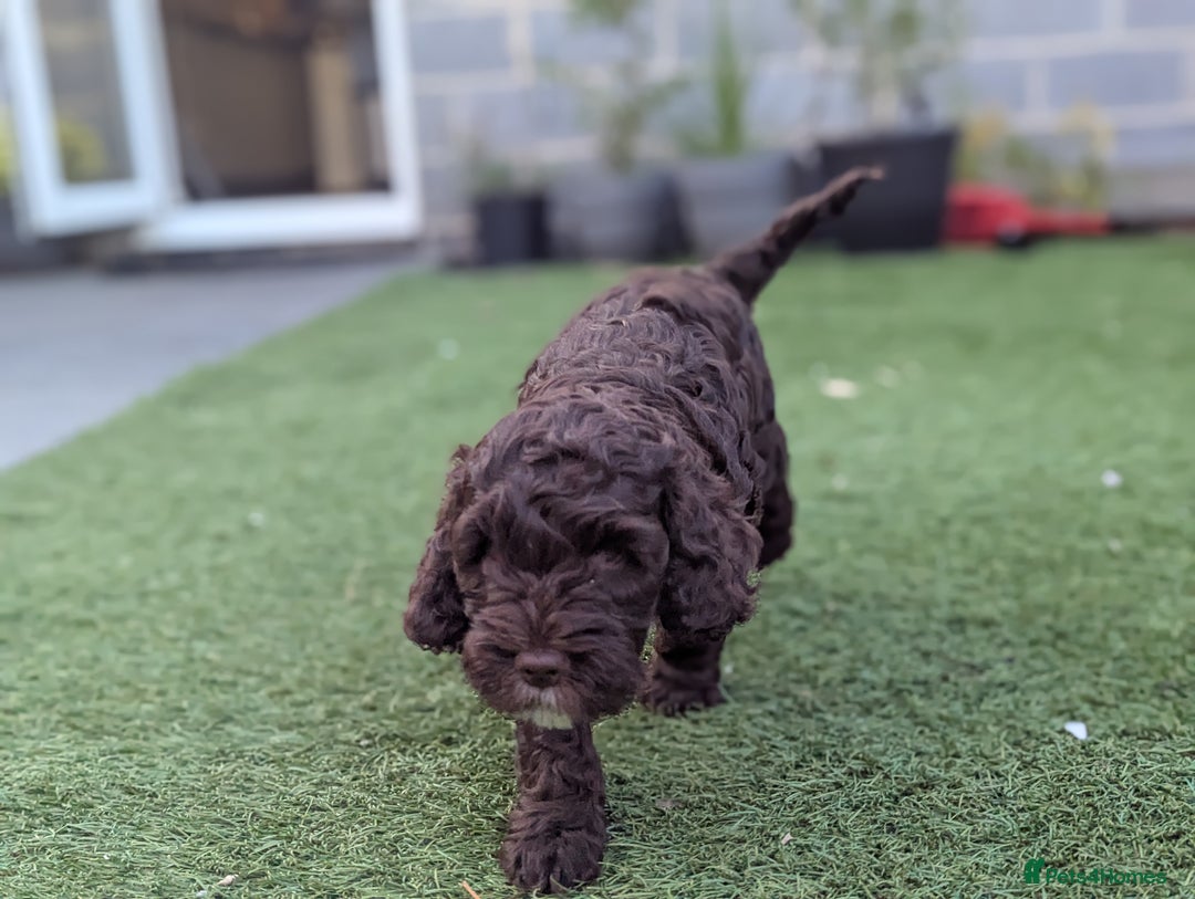 Cockapoo dogs for sale: F1B CHOCOLATE BROWN MERLE FEMALE COCKAPOO - Image 3