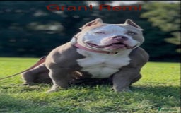 American Bully dogs for sale: ABKC Pocket Bully pups for sale!  - Image 13