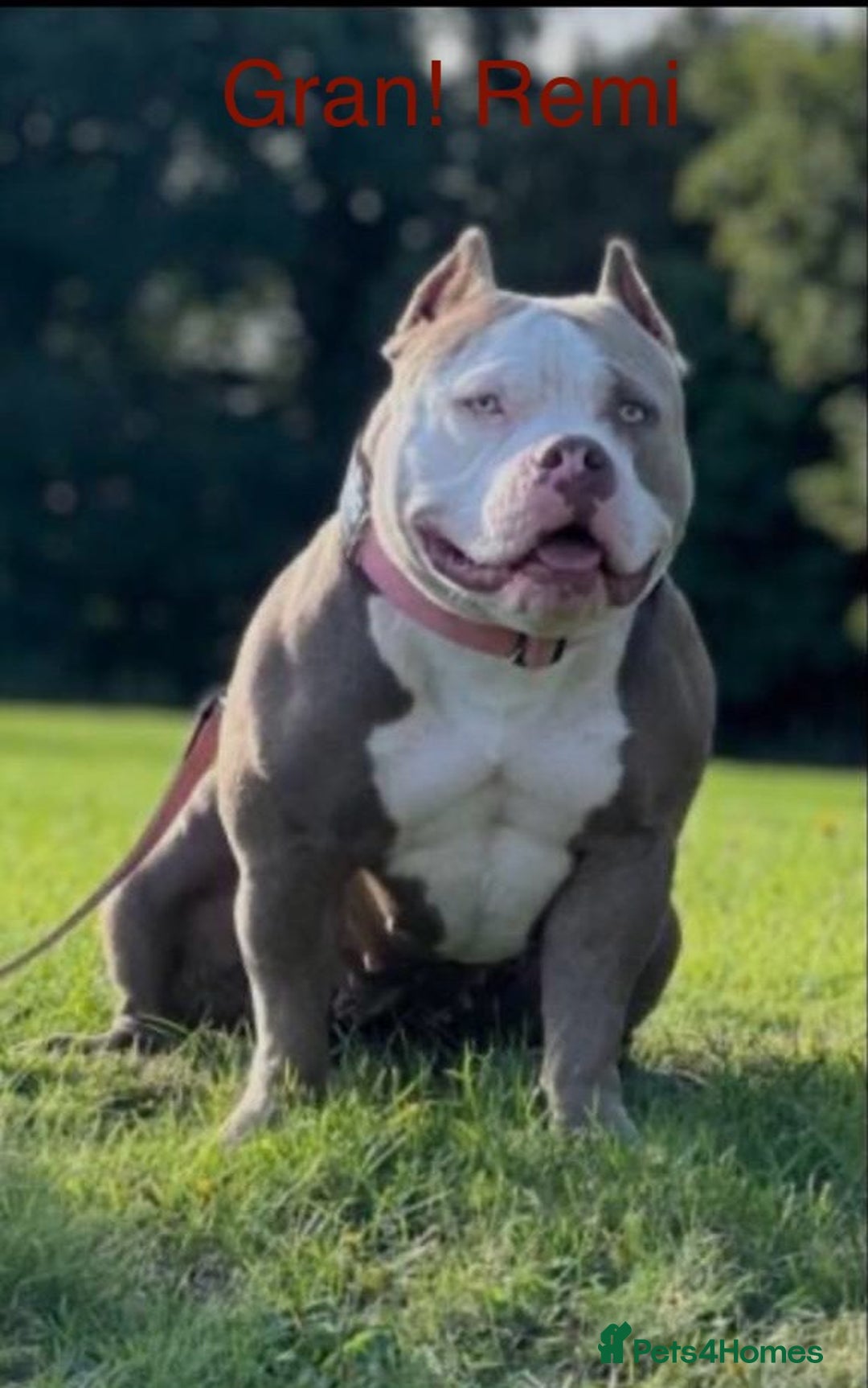 American Bully dogs for sale: ABKC Pocket Bully pups for sale!  - Image 13