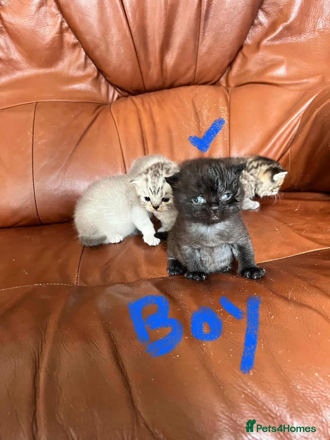 British Shorthair cats for sale: British shorthair kittens - Image 3