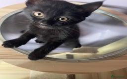 Mixed Breed cats for sale: Male Kitten Looking For Family Home - Image 6