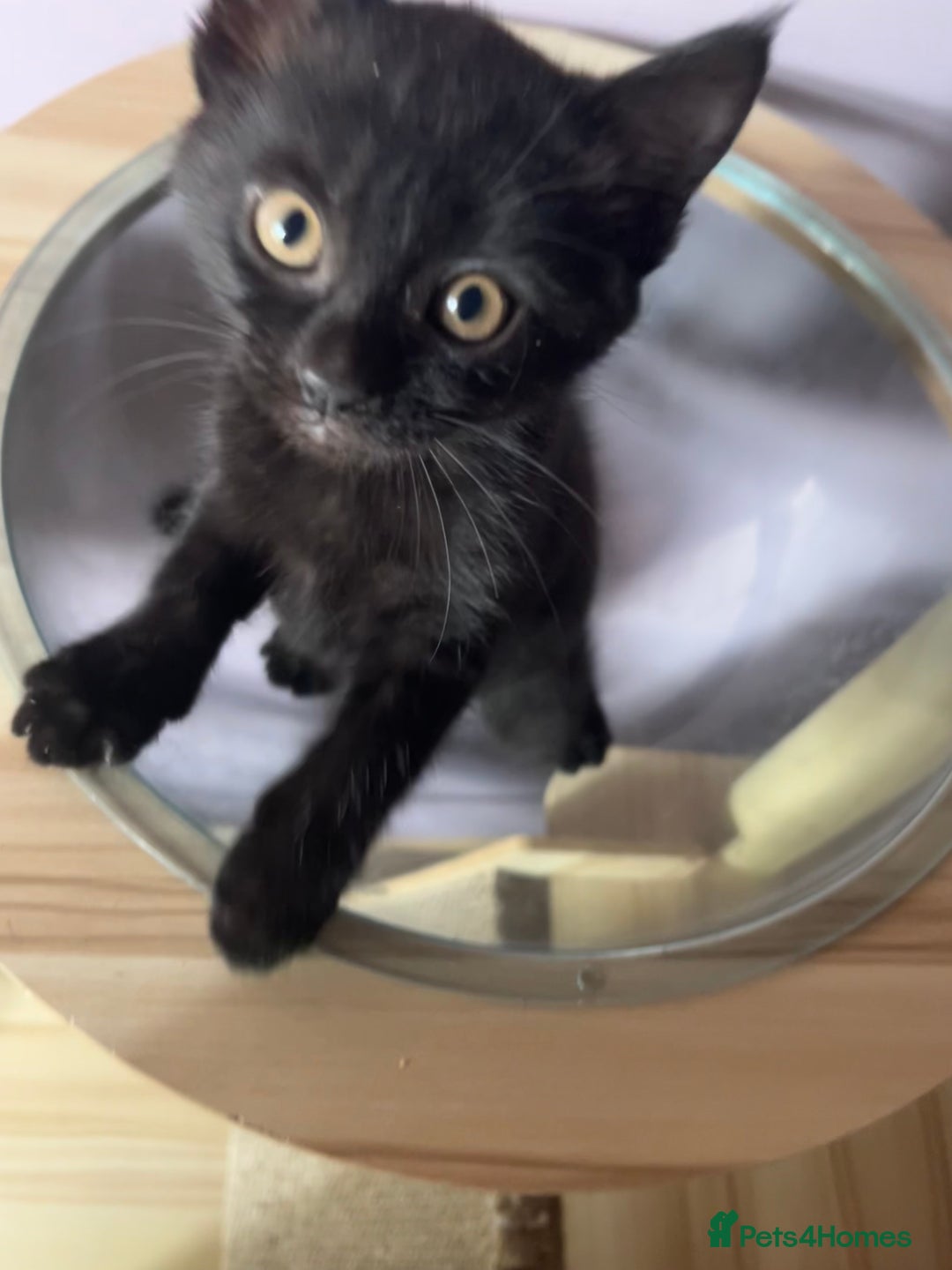 Mixed Breed cats for sale: Male Kitten Looking For Family Home - Image 6