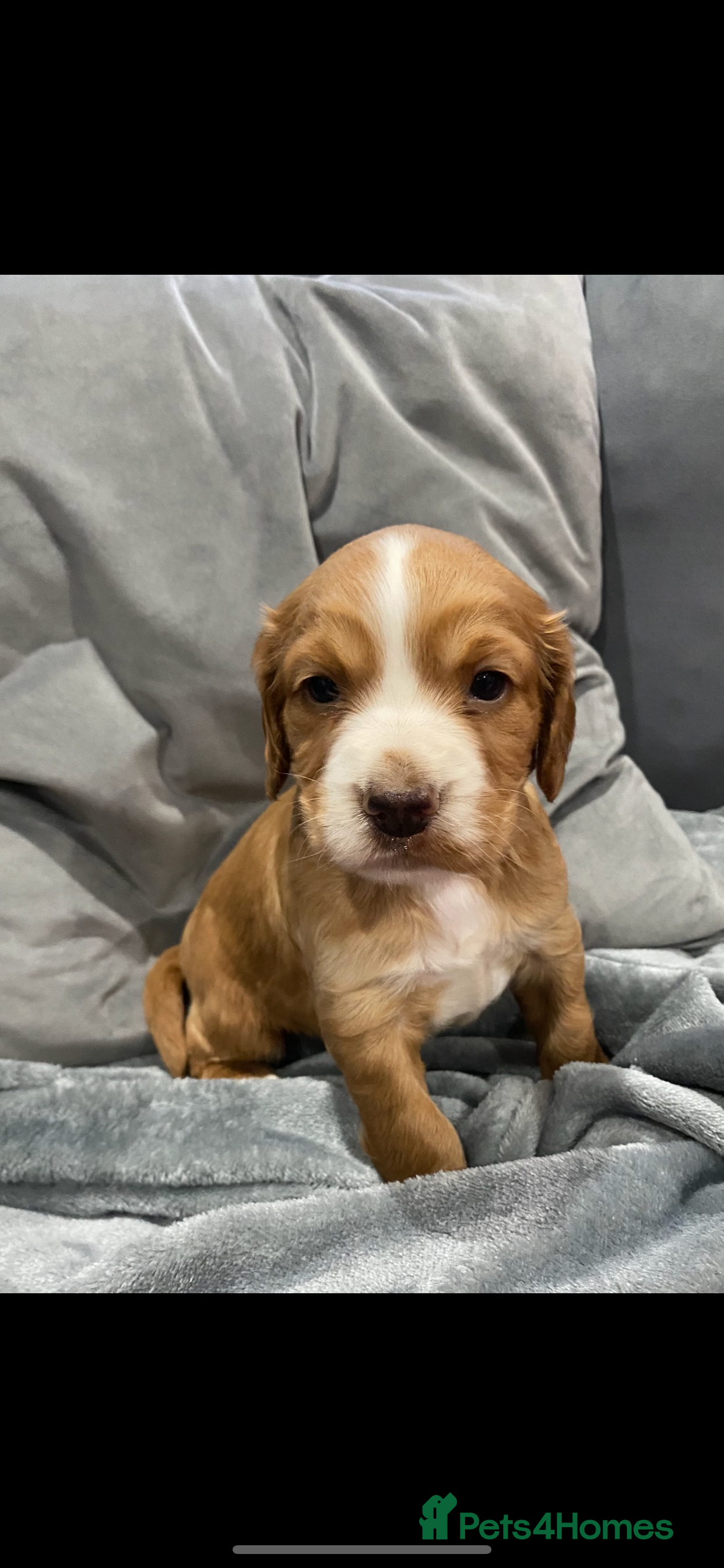 Cocker Spaniel dogs Beautiful boy cocker spaniel - Advert 6