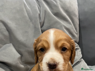 Cocker Spaniel dogs Beautiful boy cocker spaniel - Advert 16