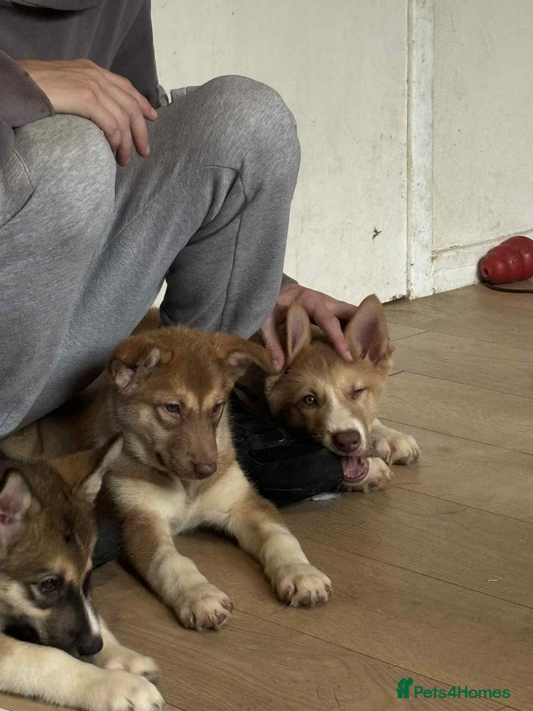 Huskita dogs for sale: Beautiful Female Huskita puppy - Image 5