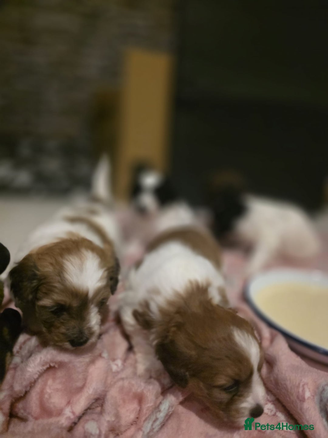Mixed Breed dogs for sale: Beautiful litter of pomshis  - Advert 21