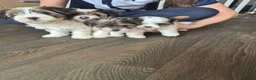 Biewer Terrier dogs for sale: 4 beautiful Yorkshire Biewer terrier puppies in Blackpool - Advert 11