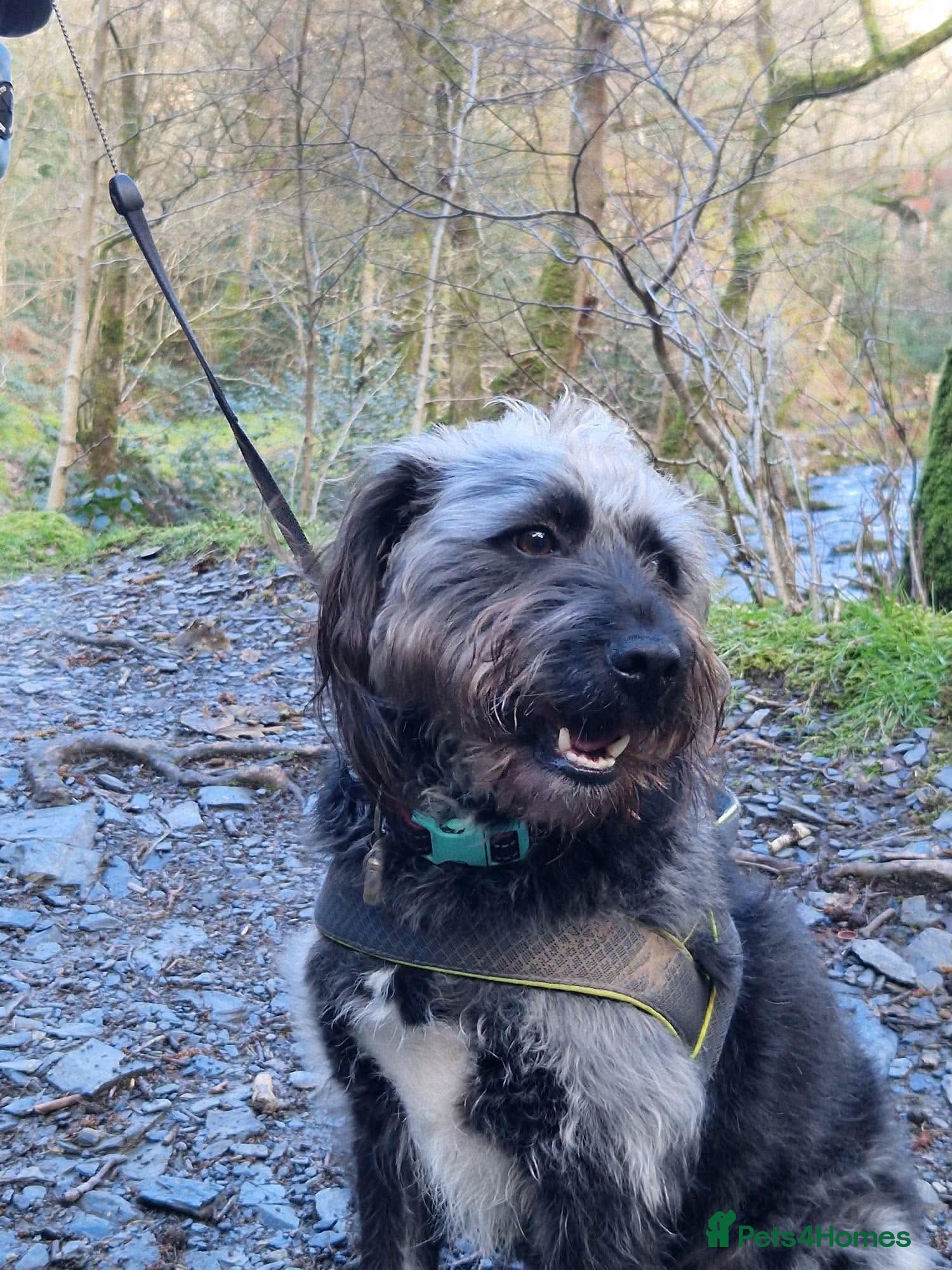 Mixed Breed dogs 💙 RALPHIE - gentle boy needs a quiet home 💙 - Advert 1