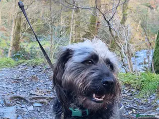 Mixed Breed dogs 💙 RALPHIE - NOW RESERVED 💙 - Advert 1
