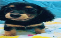 Miniature Dachshund dogs for sale: KC Cream long haired miniature dachshund puppies - Image 14