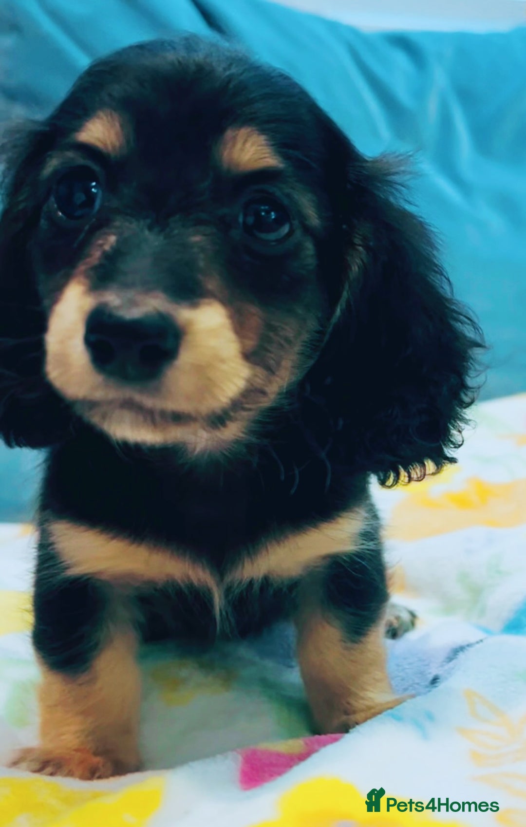 Miniature Dachshund dogs for sale: KC Cream long haired miniature dachshund puppies - Image 14