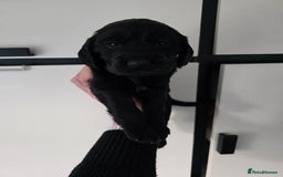 Cocker Spaniel dogs for sale: 🩷🐶 Beautiful Cocker Spaniel Puppies 🐶 🩷 - Image 10