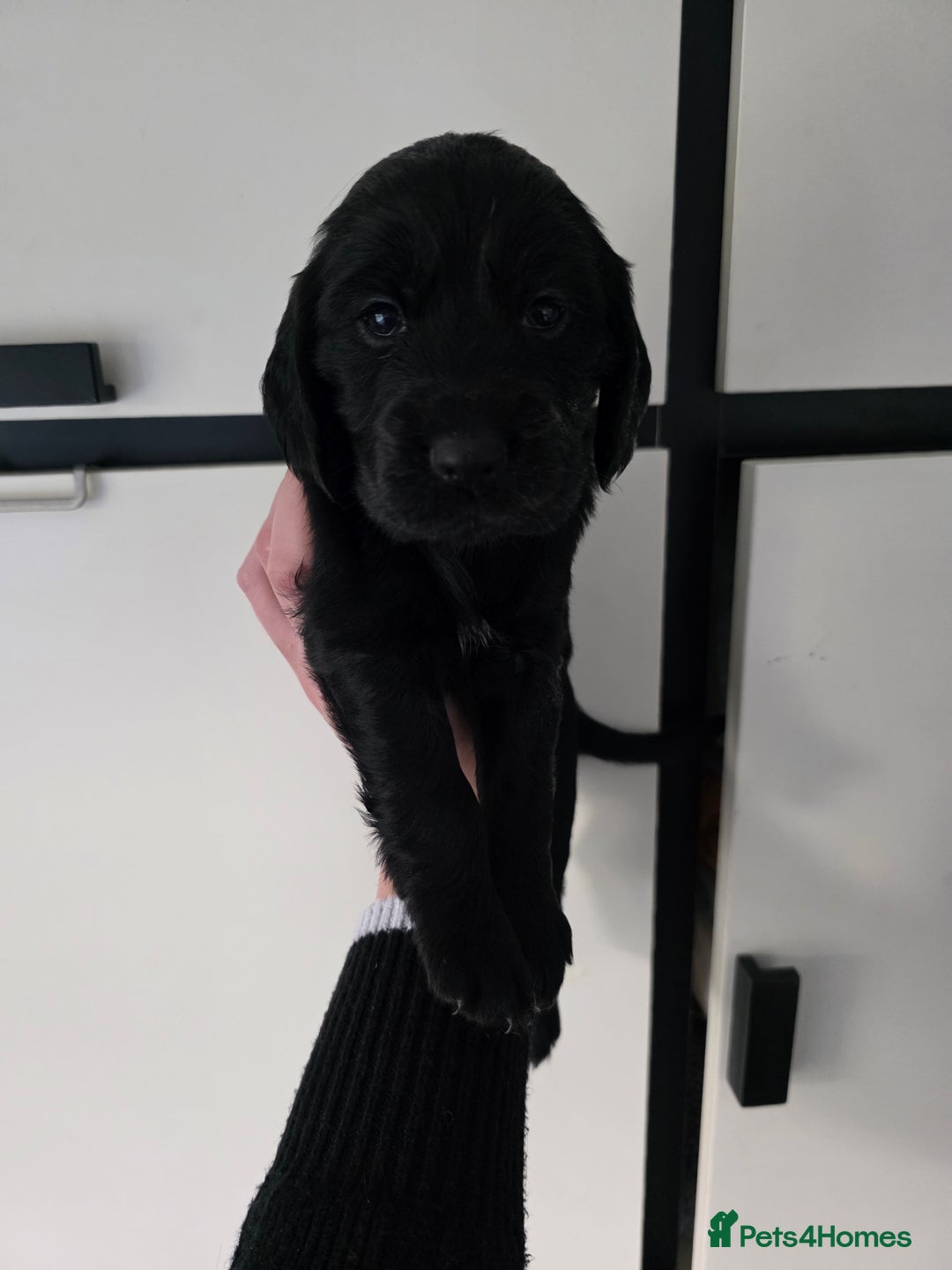 Cocker Spaniel dogs for sale: 🩷🐶 Beautiful Cocker Spaniel Puppies 🐶 🩷 - Image 10