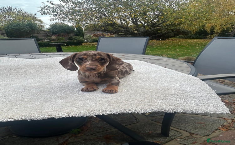 Miniature Dachshund dogs - Advert 13