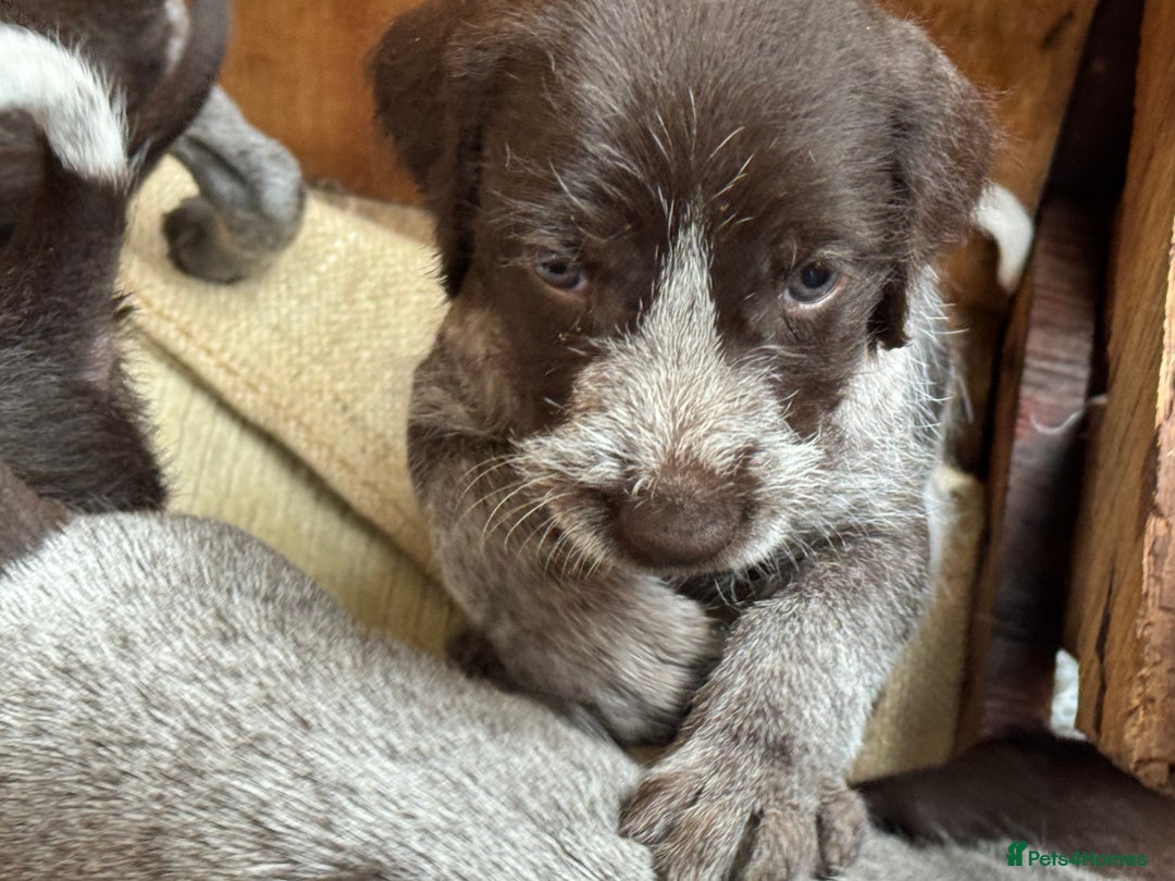 German Wirehaired Pointer dogs for sale: German Wire-haired Pointers of sale - Image 16