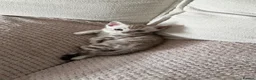 Bengal cats for sale:     TICA Bengal Mink Male Green-Eyed - Advert 4