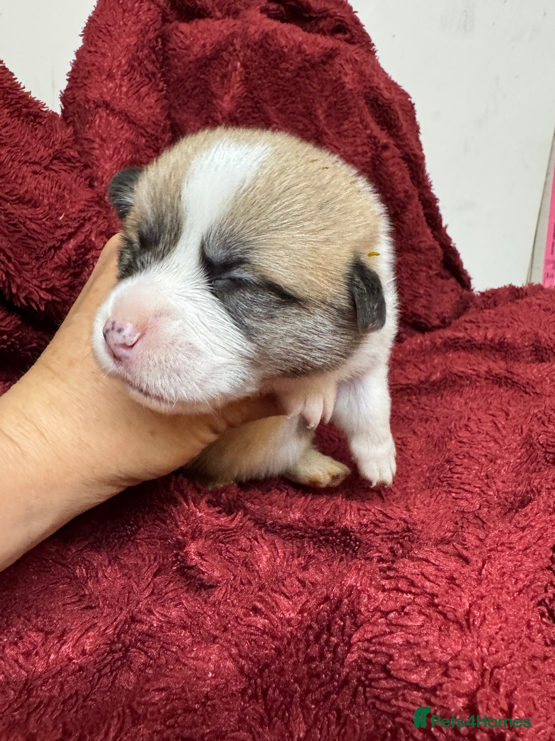 Welsh Corgi Pembroke dogs for sale: Naturally bobbed unique babies - Image 11