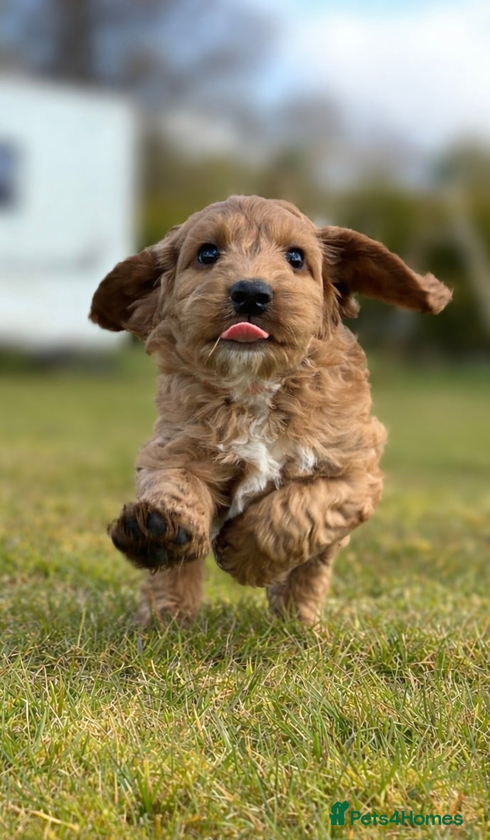 Cockapoo dogs 💜 1 boy left F1 Cockapoo puppies 💜 - Advert 3