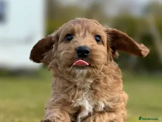 Cockapoo dogs 💜 1 boy left F1 Cockapoo puppies 💜 - Advert 3