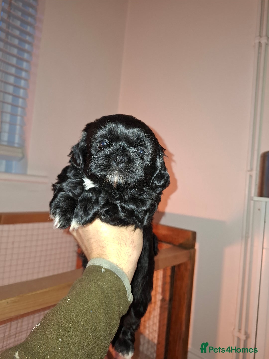 Shih Tzu dogs for sale: Shih tzu pups - Advert 19
