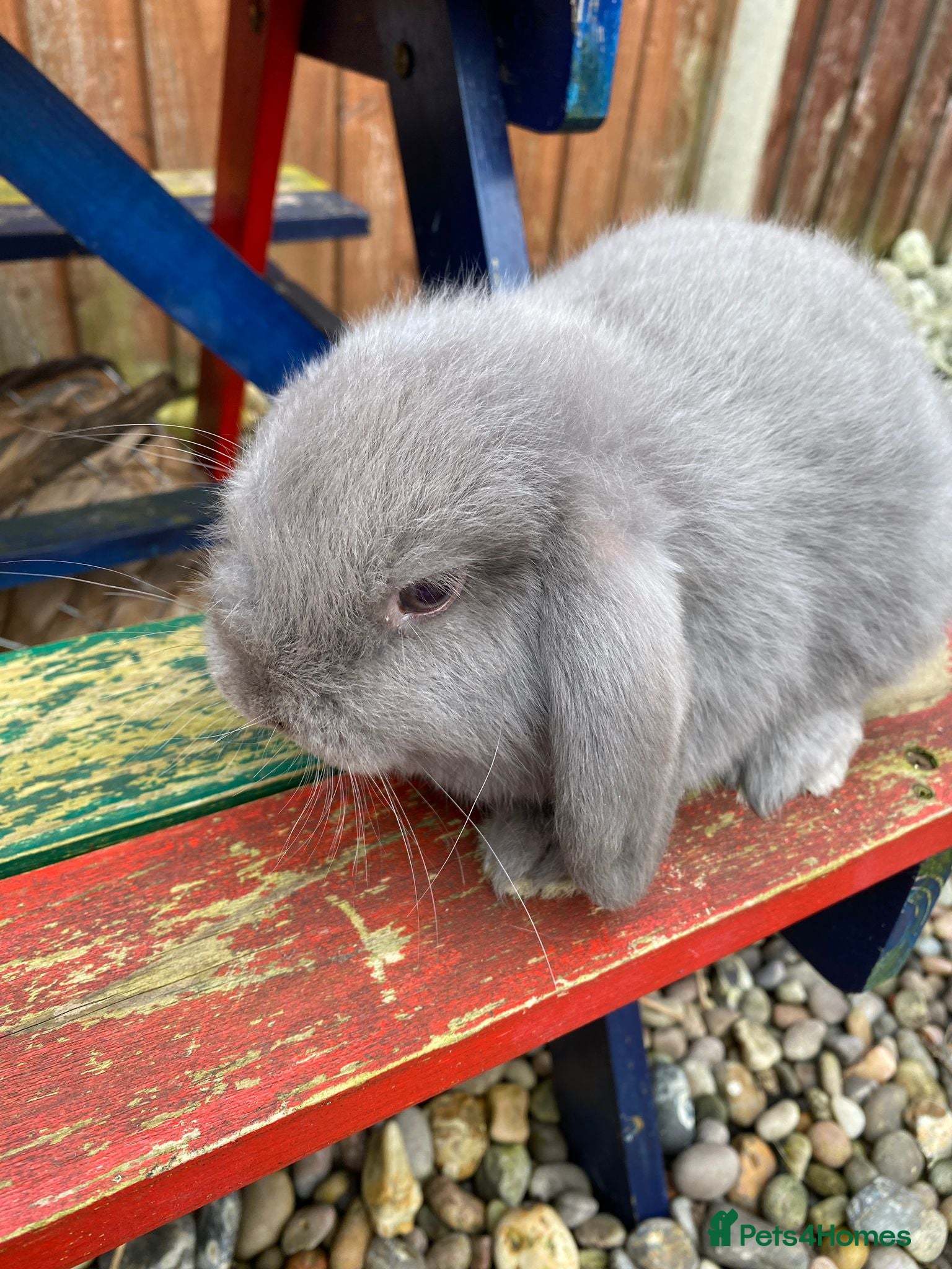 Mini Lop rabbits  Beautiful Mixed-BreedMini Lop Rabbits for Sale - Advert 1
