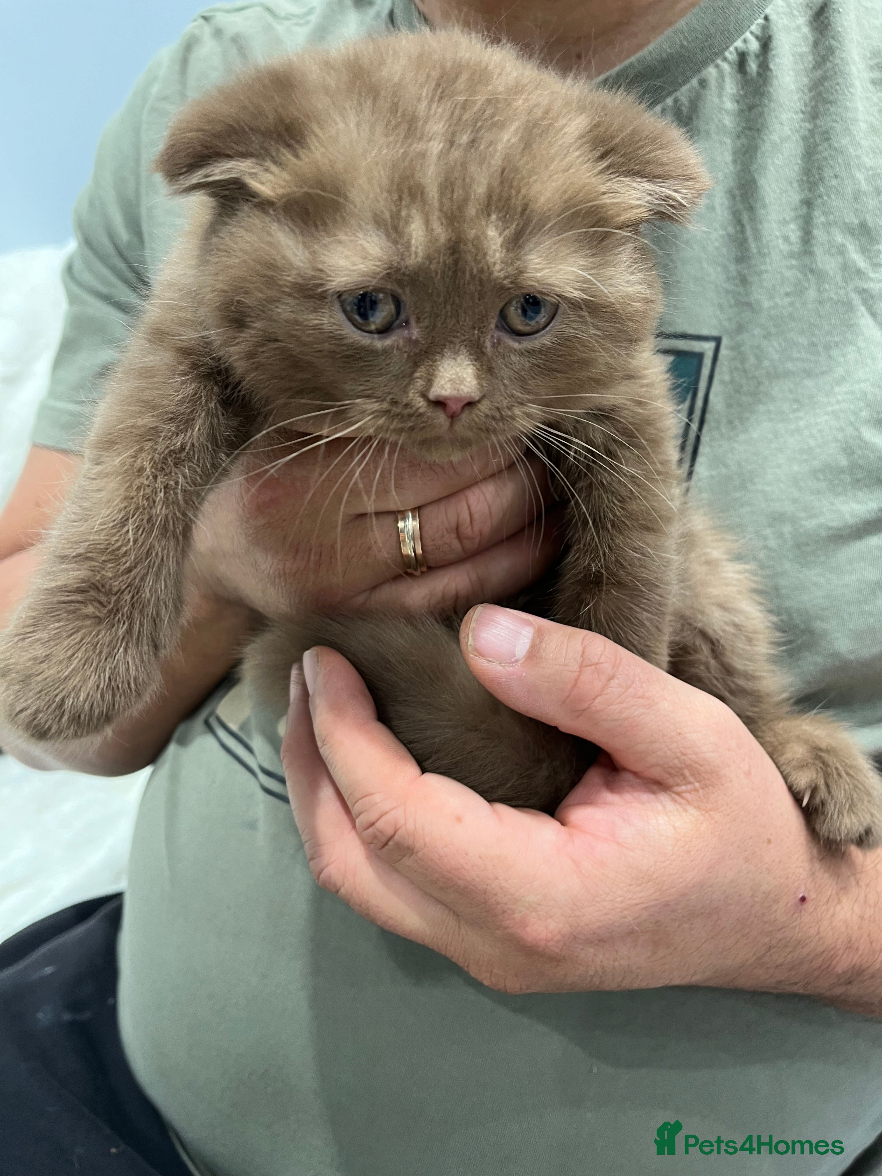 Scottish Fold cats Stunning Champions Bloodlines  kittens  - Advert 3