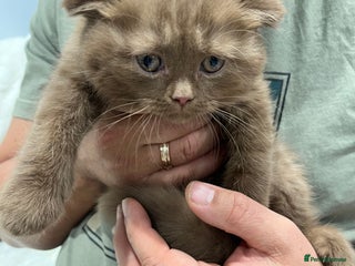 Scottish Fold cats Stunning Champions Bloodlines kittens - Advert 2