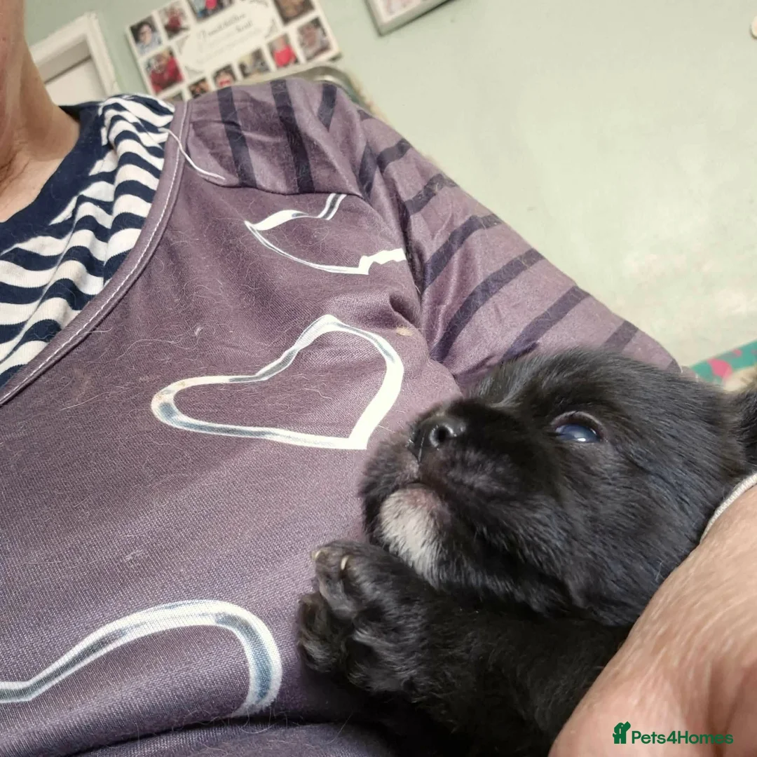Malshi dogs for sale: 2 female tan white 1 male  shihzu x maltese  - Advert 14
