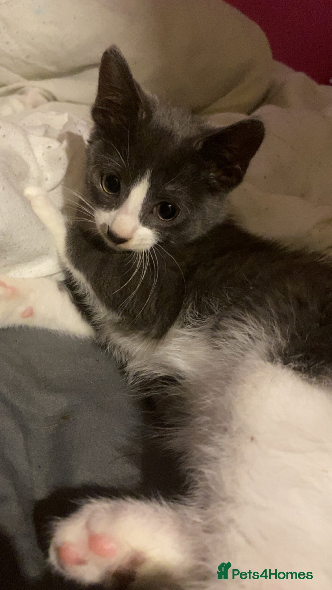 Mixed Breed cats for sale: 🐾 Kittens for Sale – 1 Boy & 1 Girl! 🐾 - Image 8