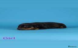 Cocker Spaniel dogs for sale: 🤎Show cocker spaniels🤎 - Image 11