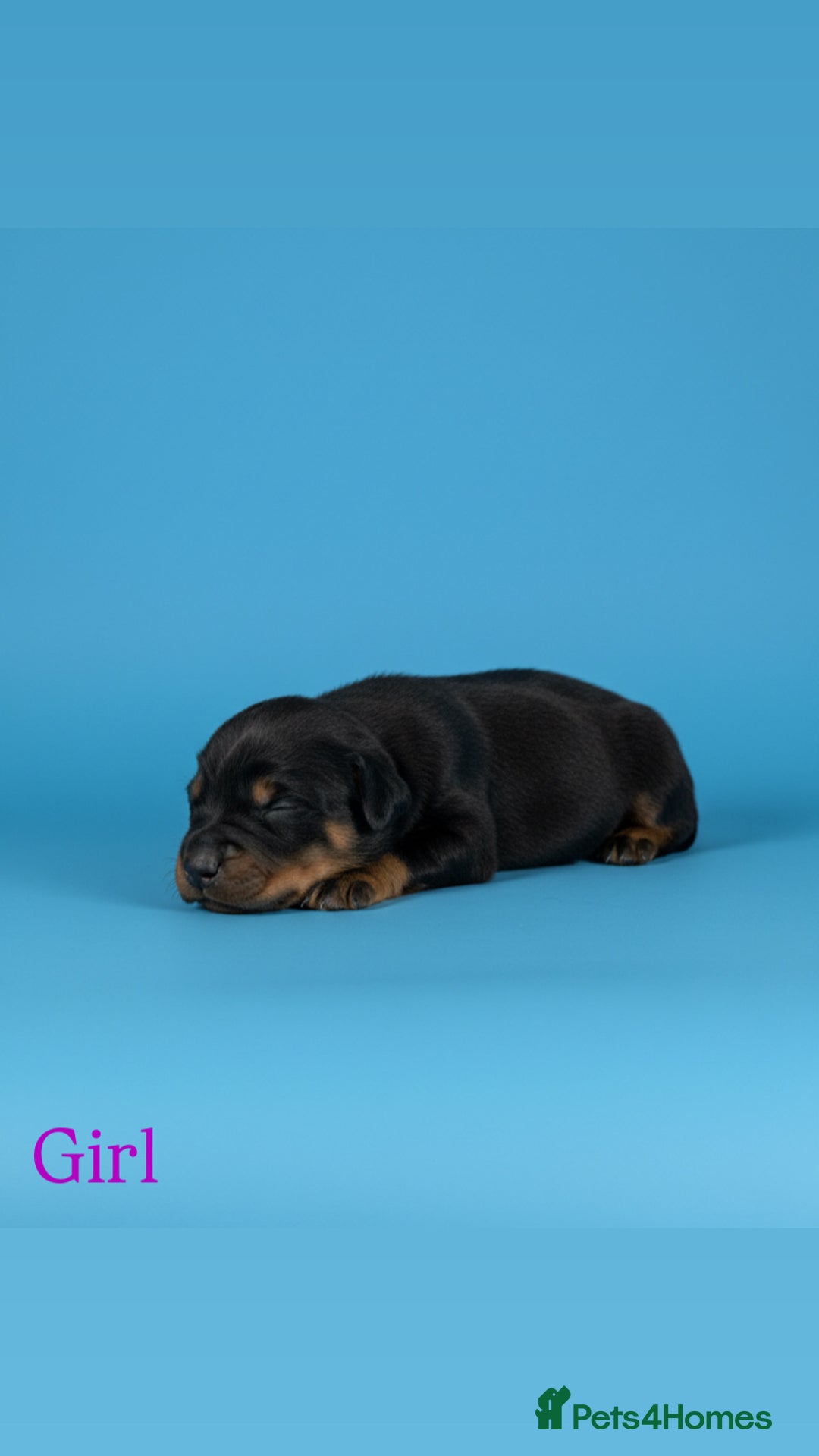 Cocker Spaniel dogs for sale: 🤎Show cocker spaniels🤎 - Image 11