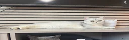 Scottish Fold cats for sale: Scottish straight girl - Advert 4