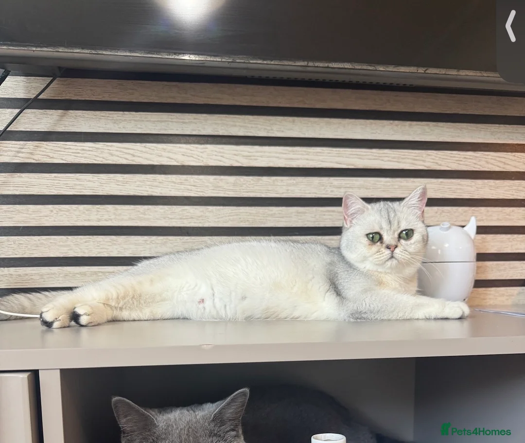 Scottish Fold cats for sale: Scottish straight girl - Advert 4