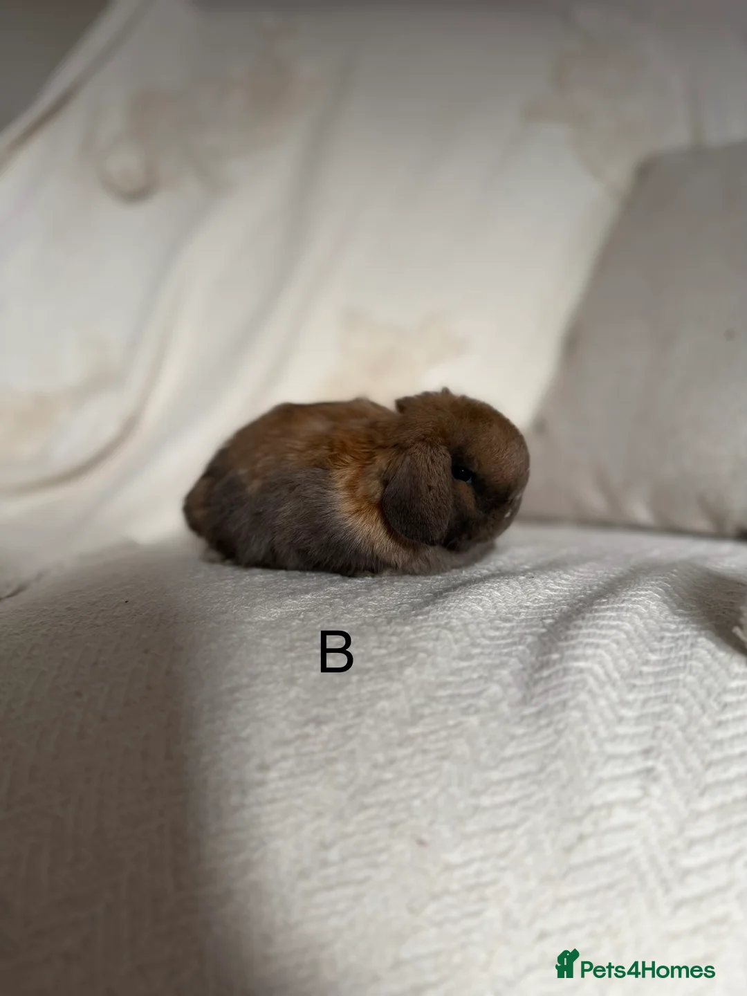 Mini Lop rabbits for sale: Sooty fawn Mini lops - Advert 5