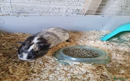 Guinea Pig rodents for sale: 2 Male guinea pigs and cage - Image 4