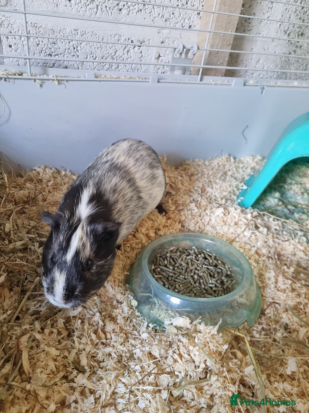 Guinea Pig rodents for sale: 2 Male guinea pigs and cage - Image 4