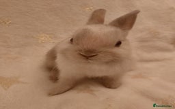Netherland Dwarf rabbits for sale: Five Litters Of Netherland Dwarf Babies - Image 3