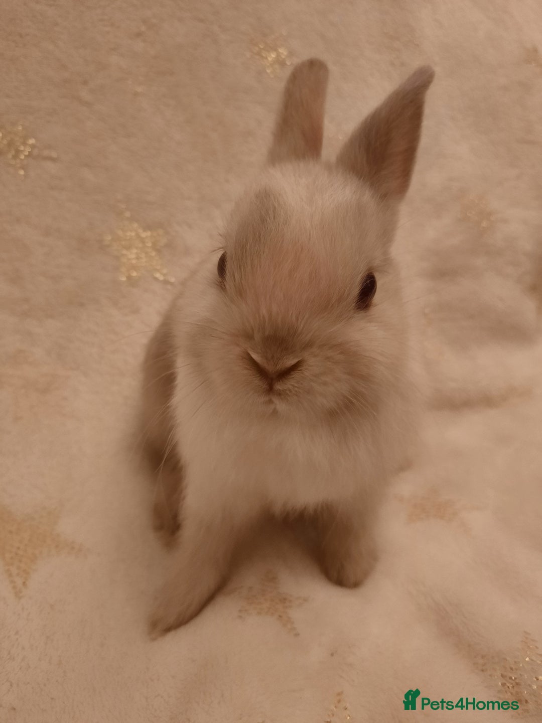 Netherland Dwarf rabbits for sale: Five Litters Of Netherland Dwarf Babies - Image 3