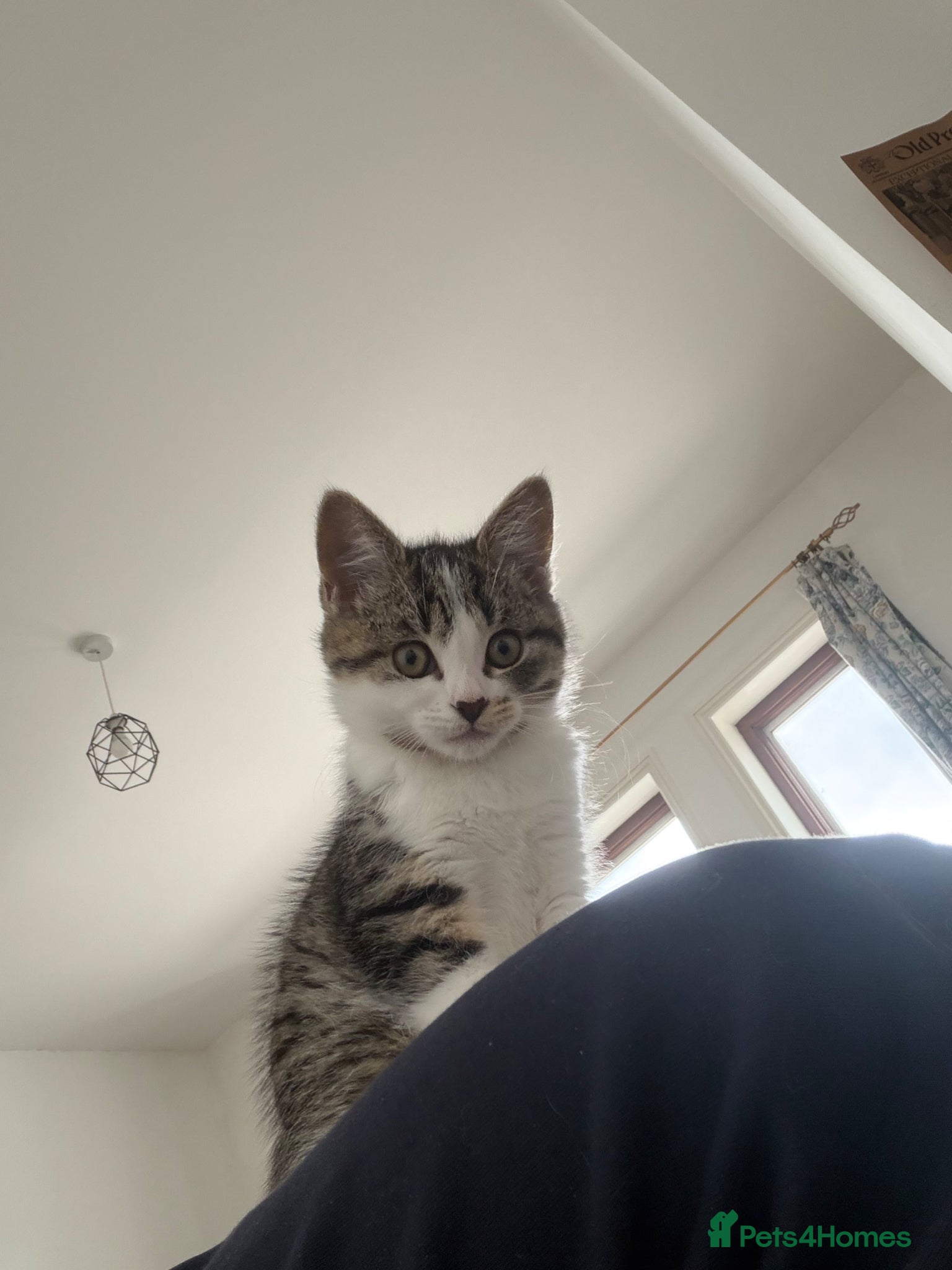 Mixed Breed cats for sale: Cute tabby cat  - Advert 4