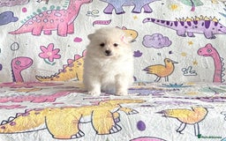 Pomsky dogs for sale: Perfect husky markings f3 Pomsky puppies for sale - Image 11