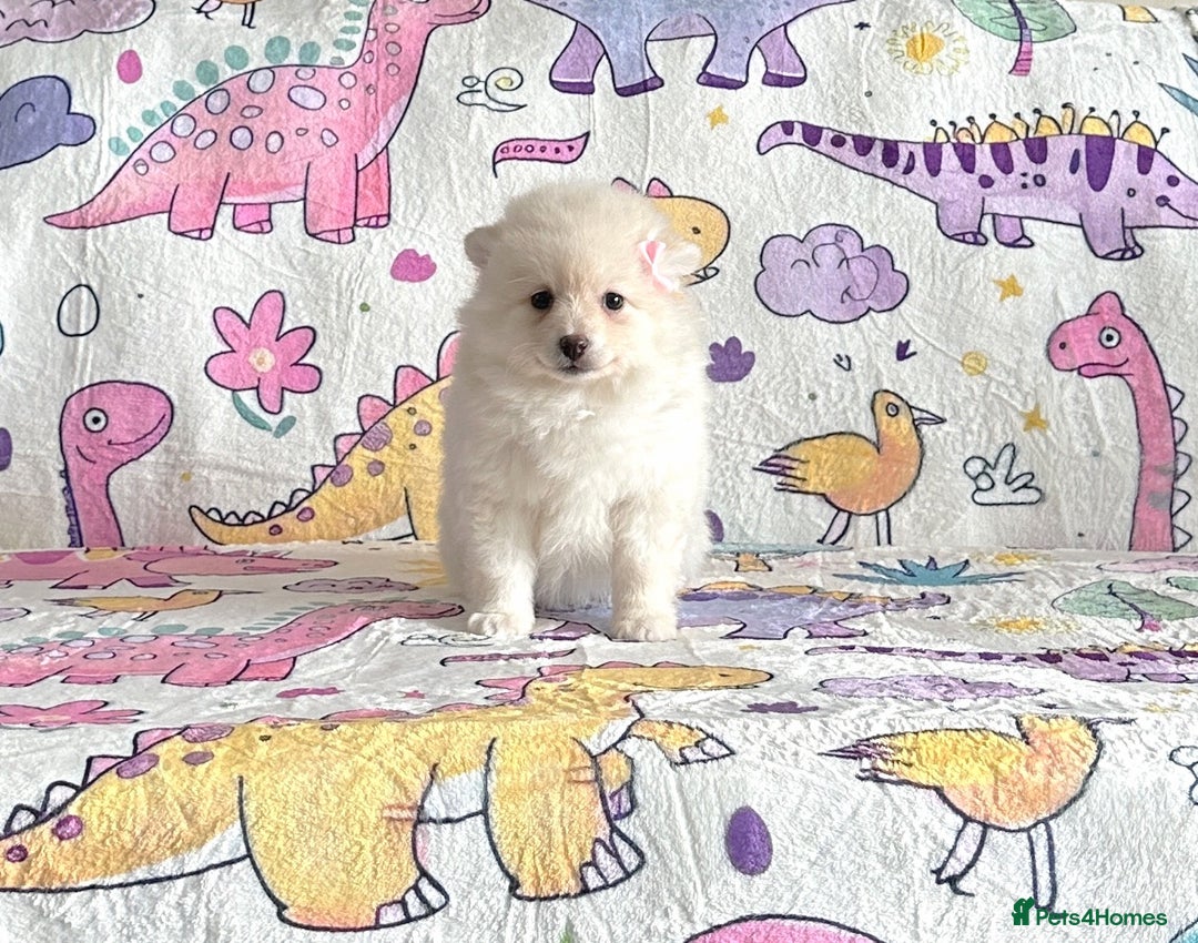 Pomsky dogs for sale: Perfect husky markings f3 Pomsky puppies for sale - Image 11