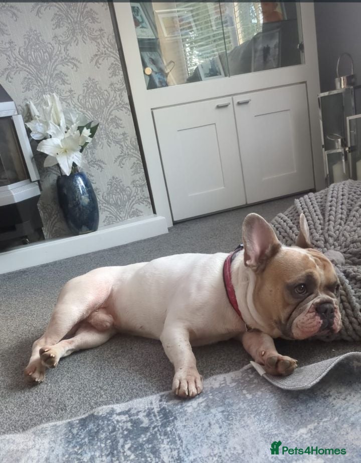 French Bulldog dogs Beautiful Frenchie  - Advert 1