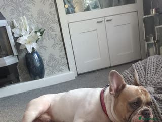 French Bulldog dogs Beautiful Frenchie - Advert 9