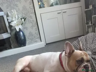 French Bulldog dogs Beautiful Frenchie - Advert 13